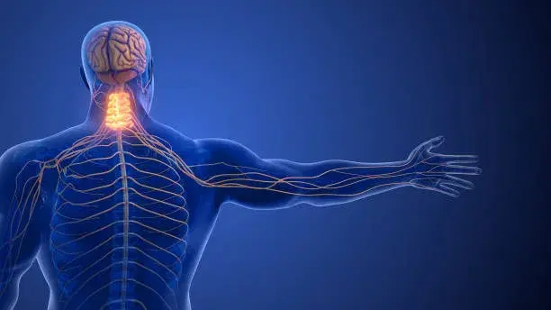 Auffrischungskurs Zervikal