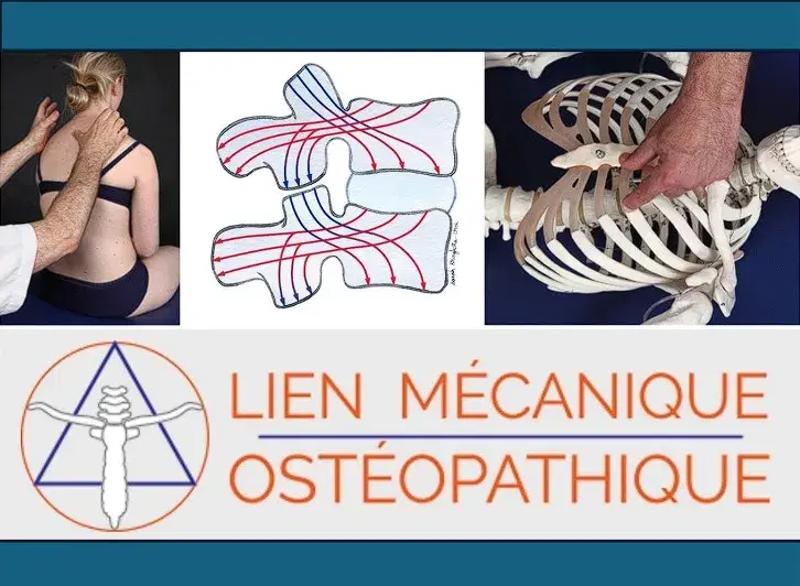 Thorax et rachis, le Lien Mécanique Ostéopathique (LMO)