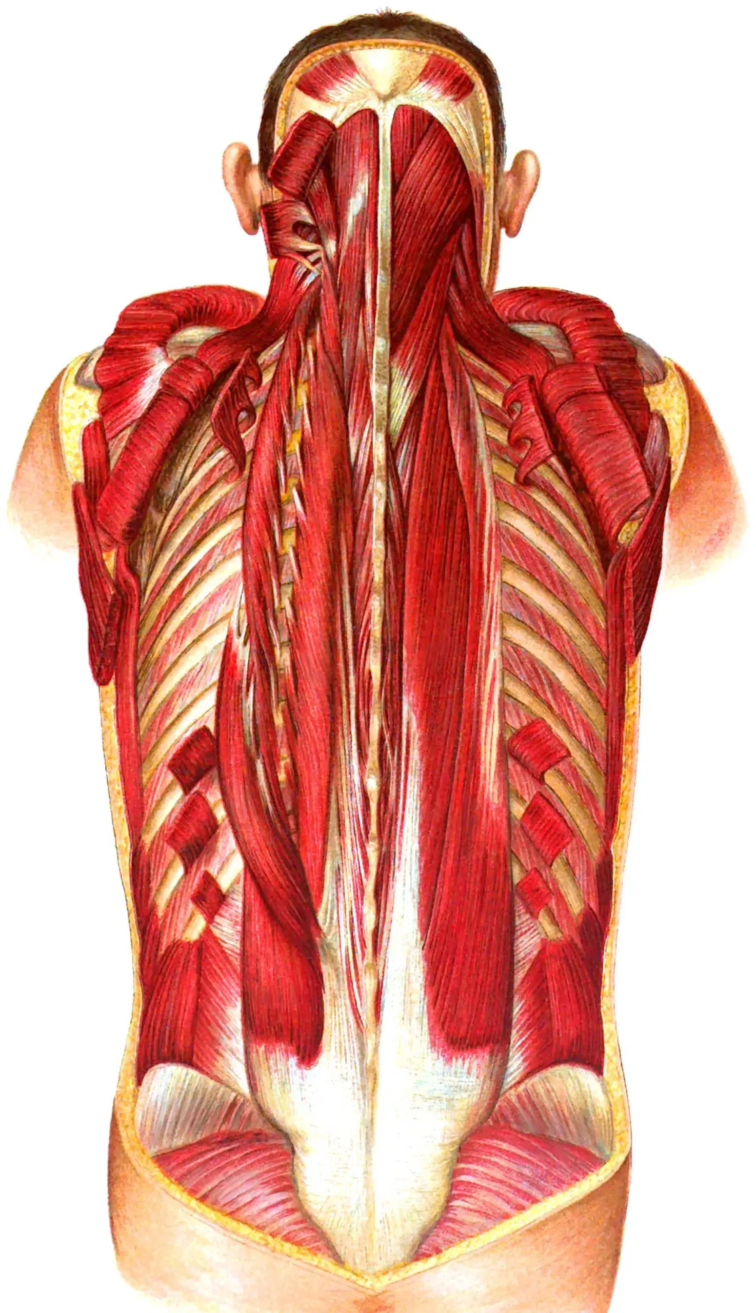 Atelier de dissection du dos